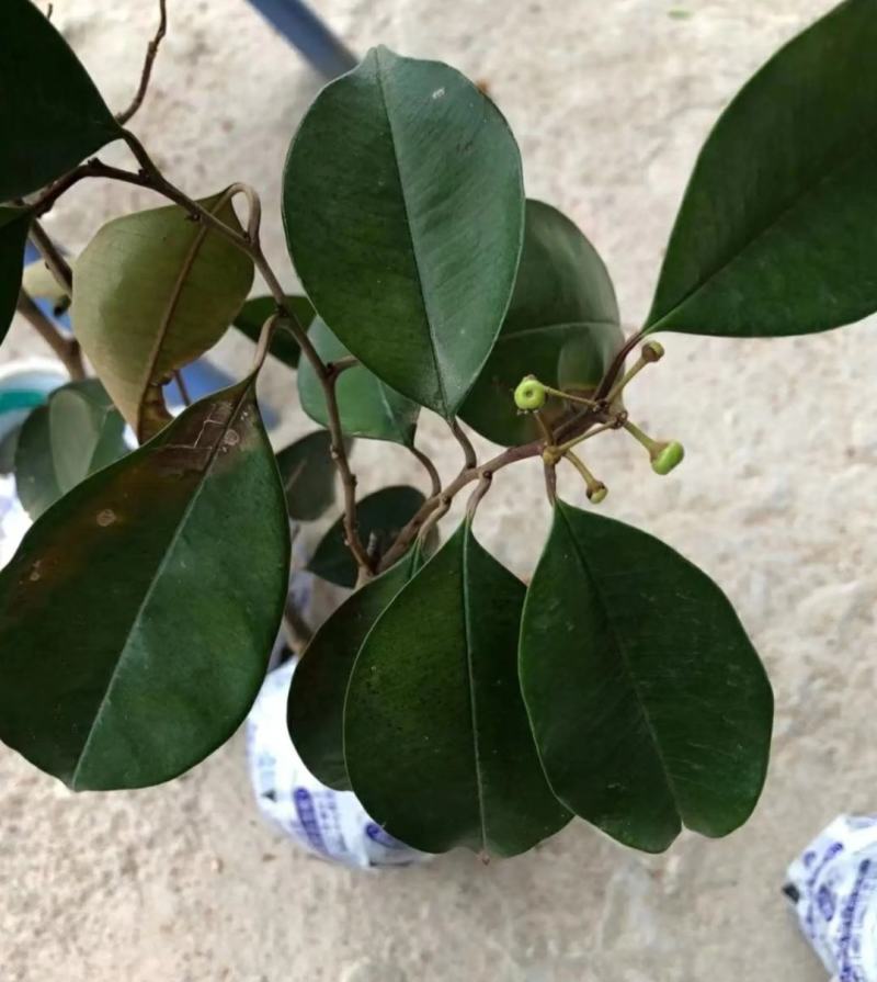 [进口苗]越南牛奶果苗正品嫁接苗带营养杯发货