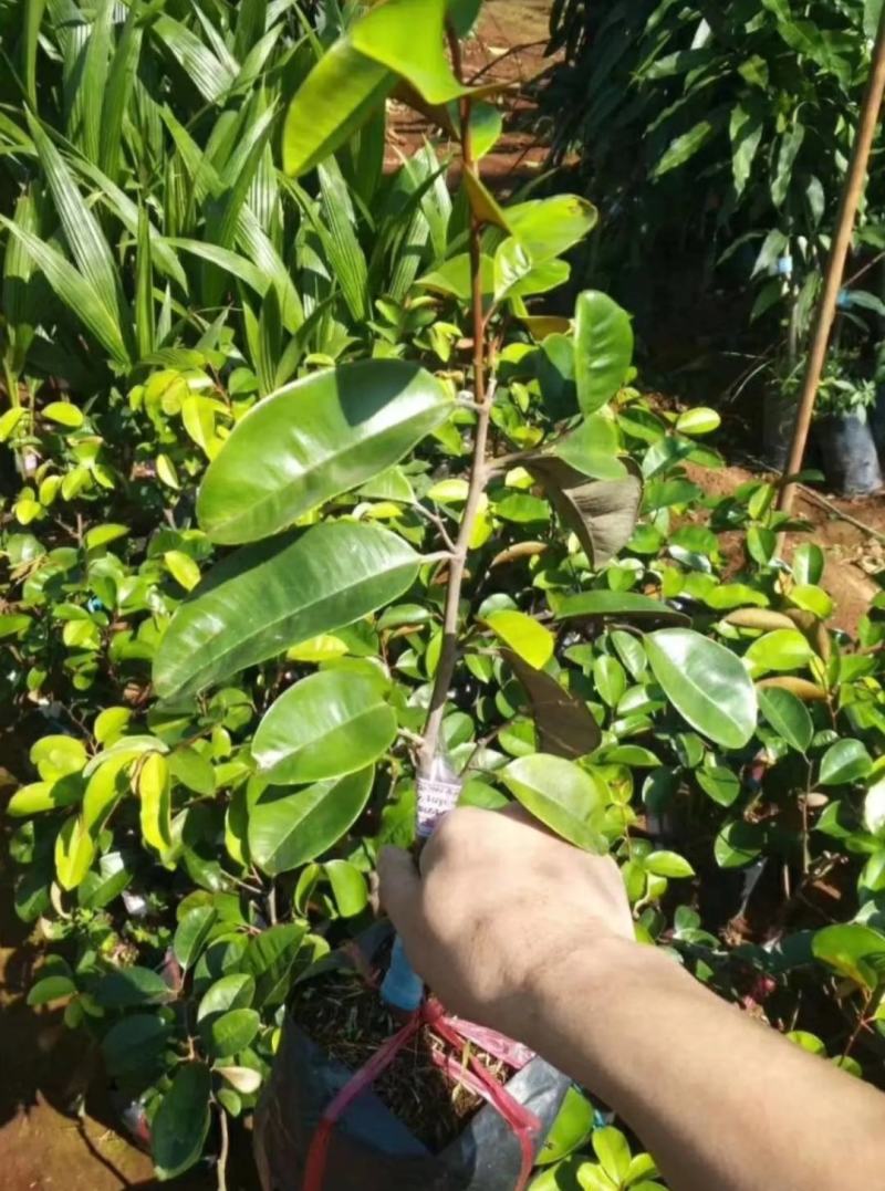 [进口苗]越南牛奶果苗正品嫁接苗带营养杯发货