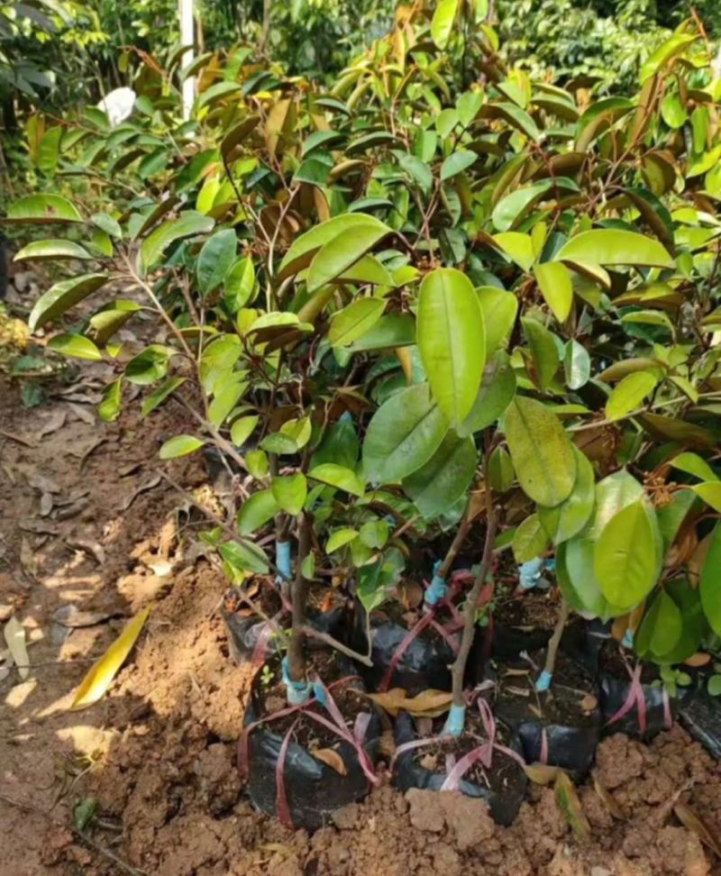 [进口苗]越南牛奶果苗正品嫁接苗带营养杯发货