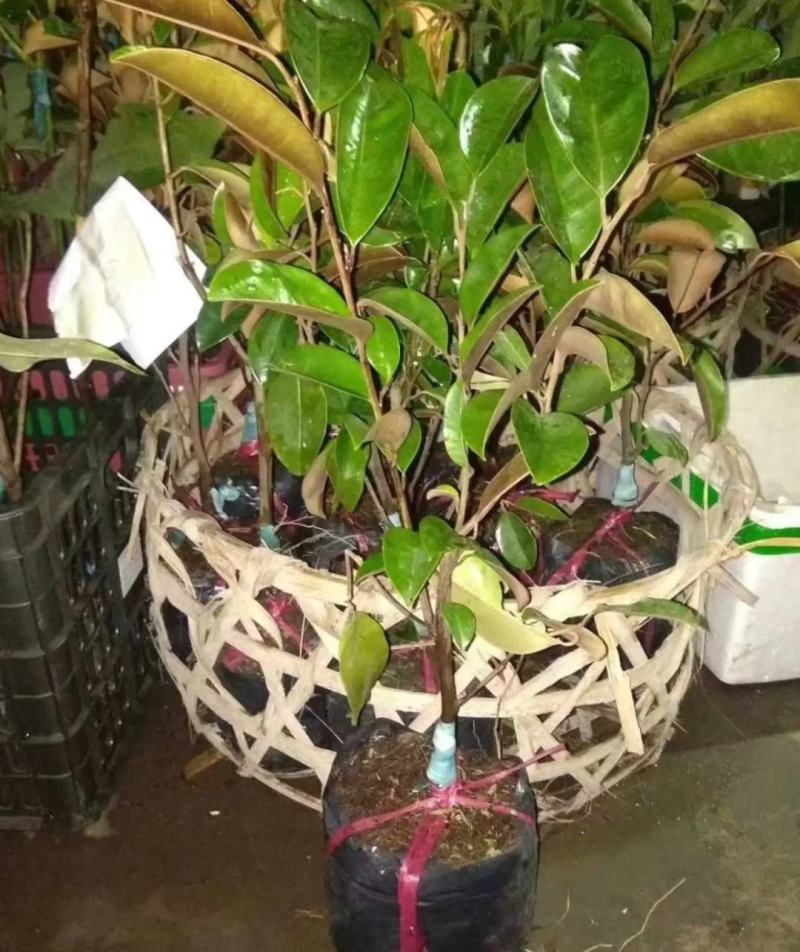 [进口苗]越南牛奶果苗正品嫁接苗带营养杯发货
