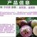 [进口苗]越南牛奶果苗正品嫁接苗带营养杯发货