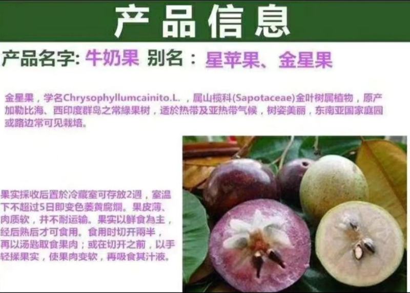 [进口苗]越南牛奶果苗正品嫁接苗带营养杯发货