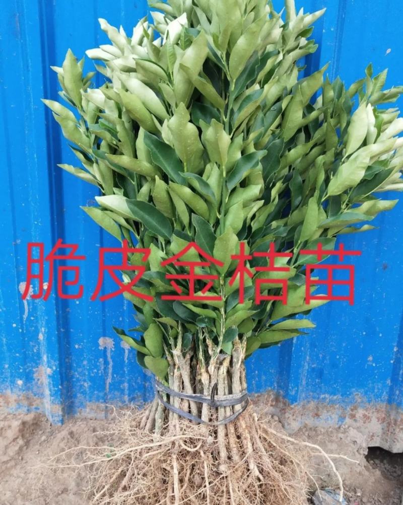 [结果快]脆蜜金桔苗脆皮金桔苗融安金桔苗滑皮金桔苗