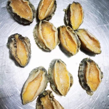 鲍鱼【海头厂家】鲍鱼肉冻鲍鱼鲍鱼净肉海头直发