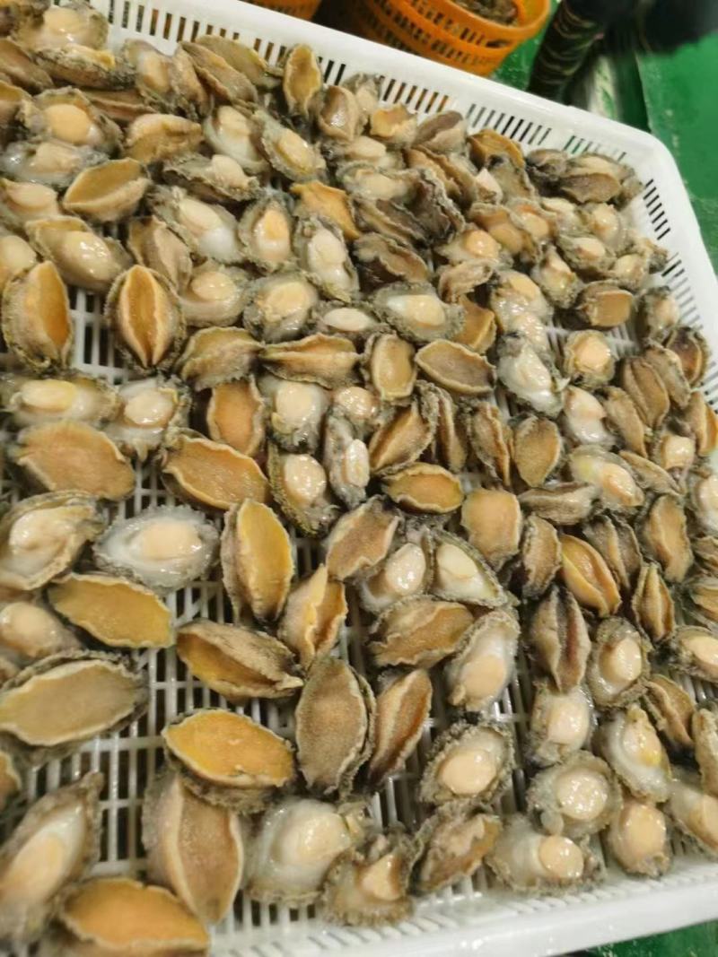 鲍鱼【海头厂家】鲍鱼肉冻鲍鱼鲍鱼净肉海头直发