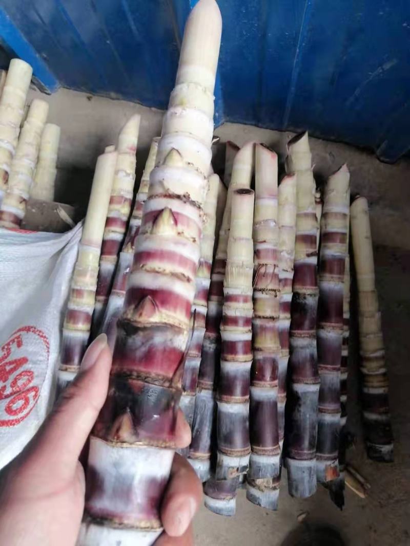 【产地降价】预售甘蔗种包种植技术广西黑皮甘蔗种苗
