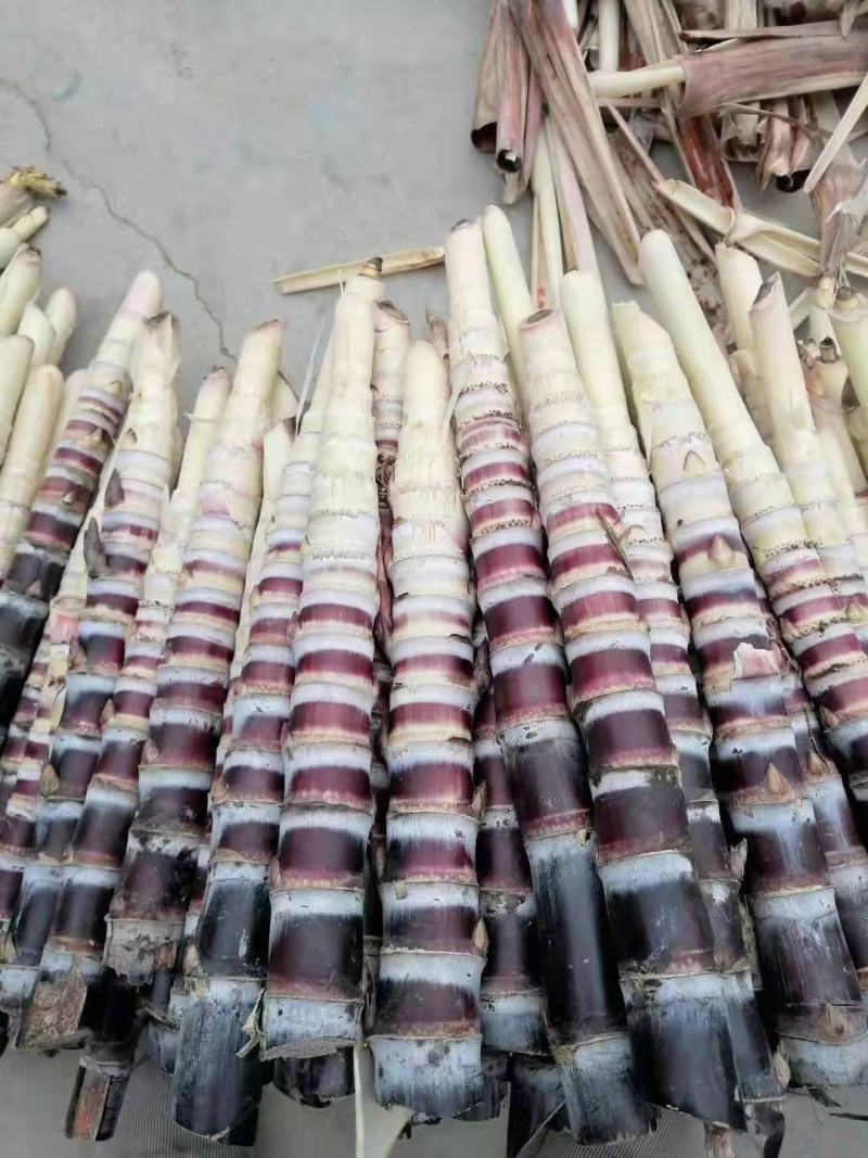 【产地降价】预售甘蔗种包种植技术广西黑皮甘蔗种苗
