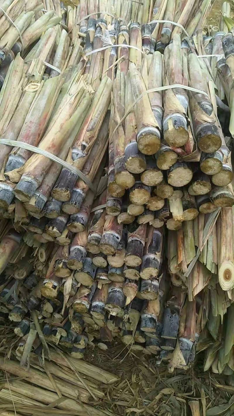 【产地降价】预售甘蔗种包种植技术广西黑皮甘蔗种苗