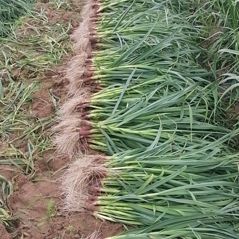 好蒜，价低，自己基地