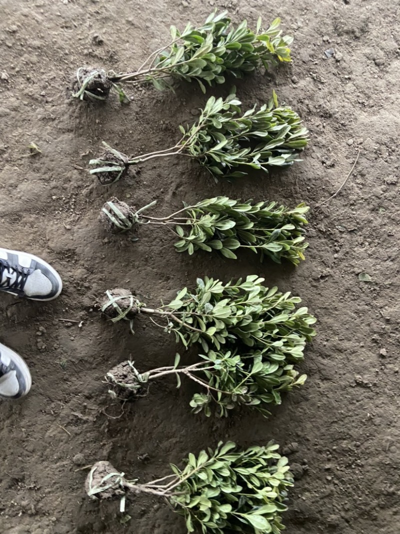海桐苗海桐毛球