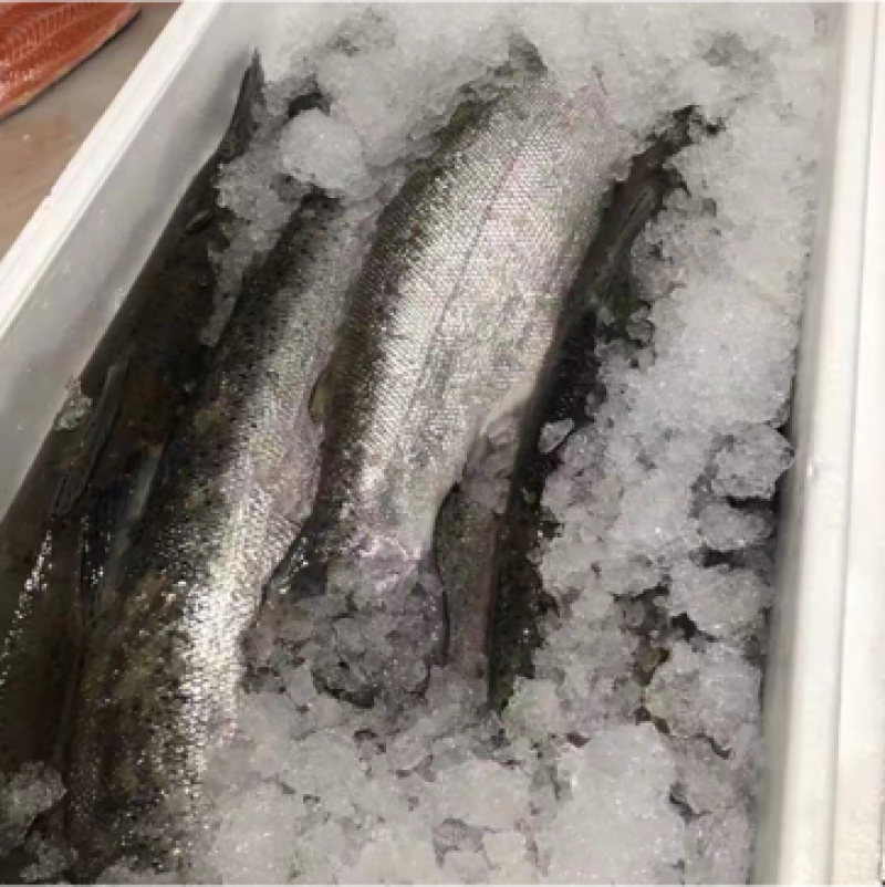 冰鲜三文鱼整条刺身新鲜发货拒绝冻鱼