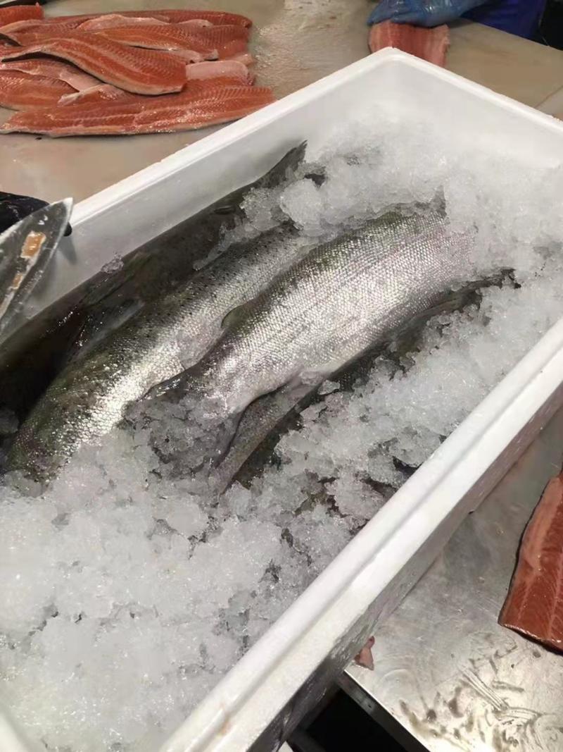 冰鲜三文鱼整条刺身新鲜发货拒绝冻鱼