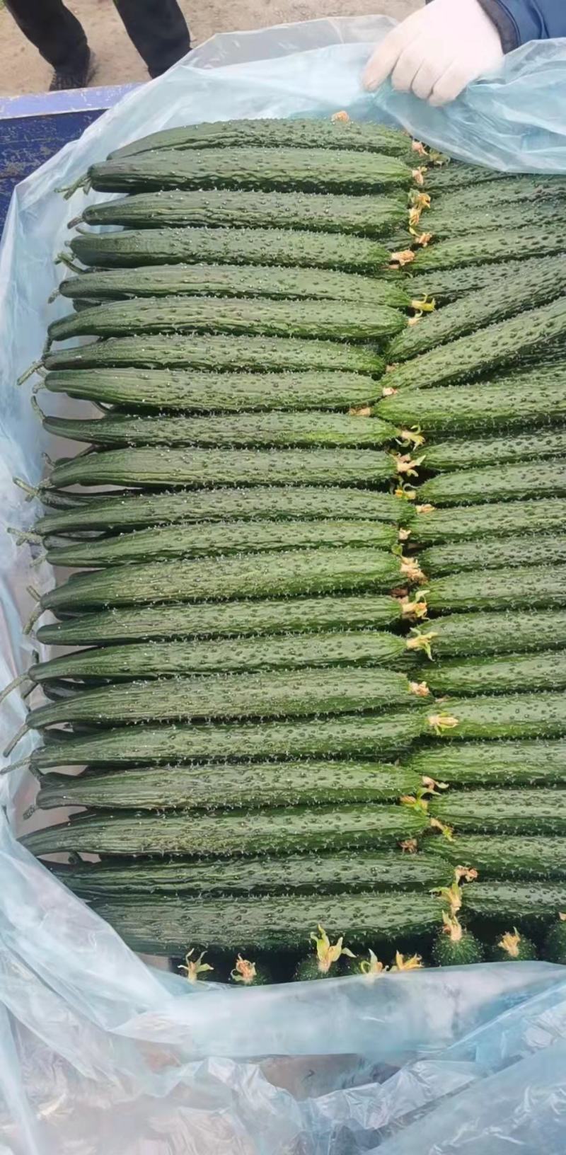 山东黄瓜，兰陵黄瓜精品密刺油亮黄瓜，大量有货，保质保量。