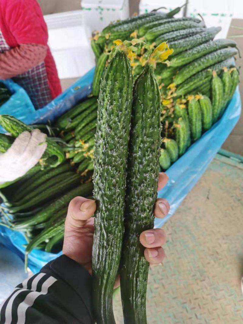山东黄瓜，兰陵黄瓜精品密刺油亮黄瓜，大量有货，保质保量。