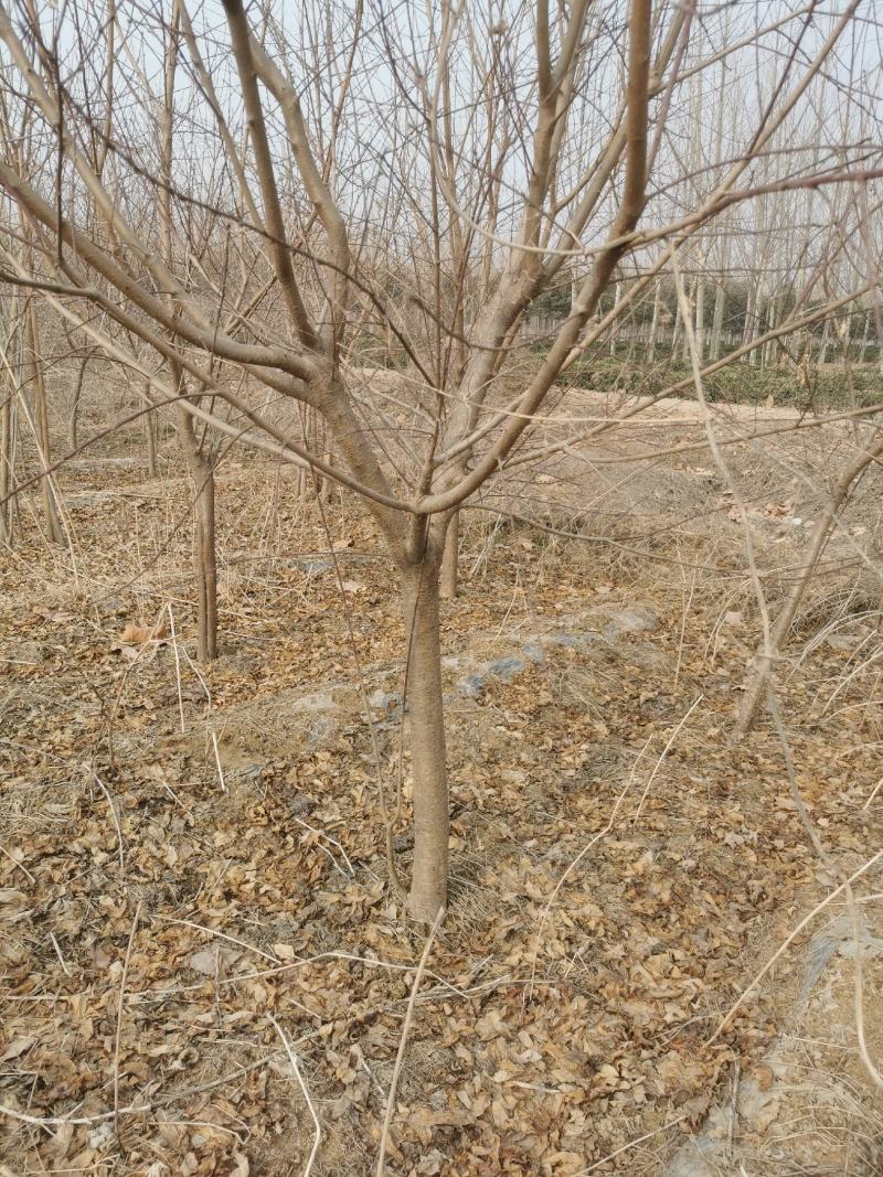碧桃