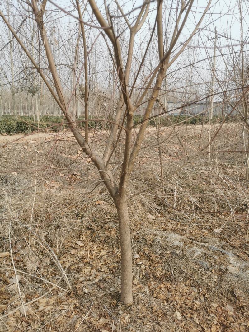碧桃