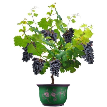 葡萄树苗阳光玫瑰巨峰蓝宝石爬藤果树苗南方北方种植耐寒葡萄