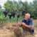 葡萄树苗阳光玫瑰巨峰蓝宝石爬藤果树苗南方北方种植耐寒葡萄