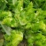 四川基地大量供应儿菜，抱儿菜，娃娃菜，小心儿菜，大心儿菜
