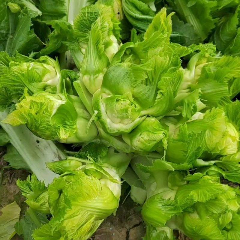 四川基地大量供应儿菜，抱儿菜，娃娃菜，小心儿菜，大心儿菜