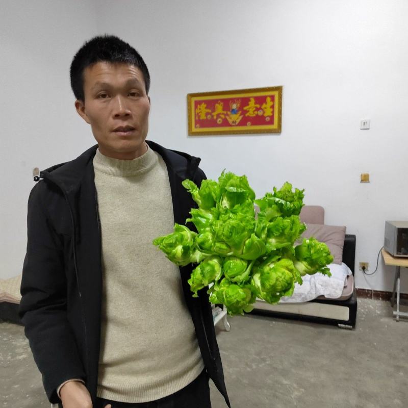 四川基地大量供应儿菜，抱儿菜，娃娃菜，小心儿菜，大心儿菜
