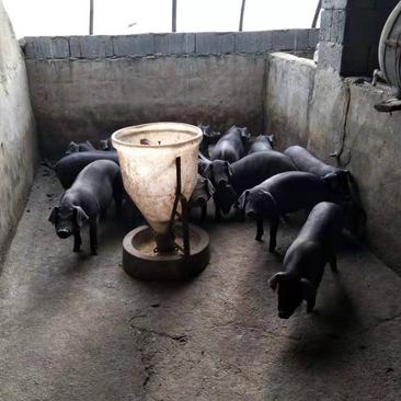黑猪山东黑土猪黑苗猪品种纯可视频看猪