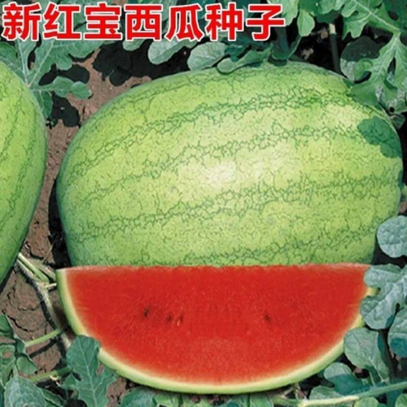 特大新红宝西瓜种孑大果少籽含糖量高。