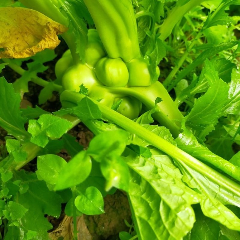 榨菜