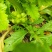 榨菜