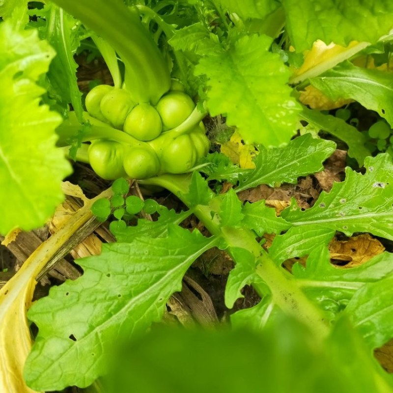 榨菜