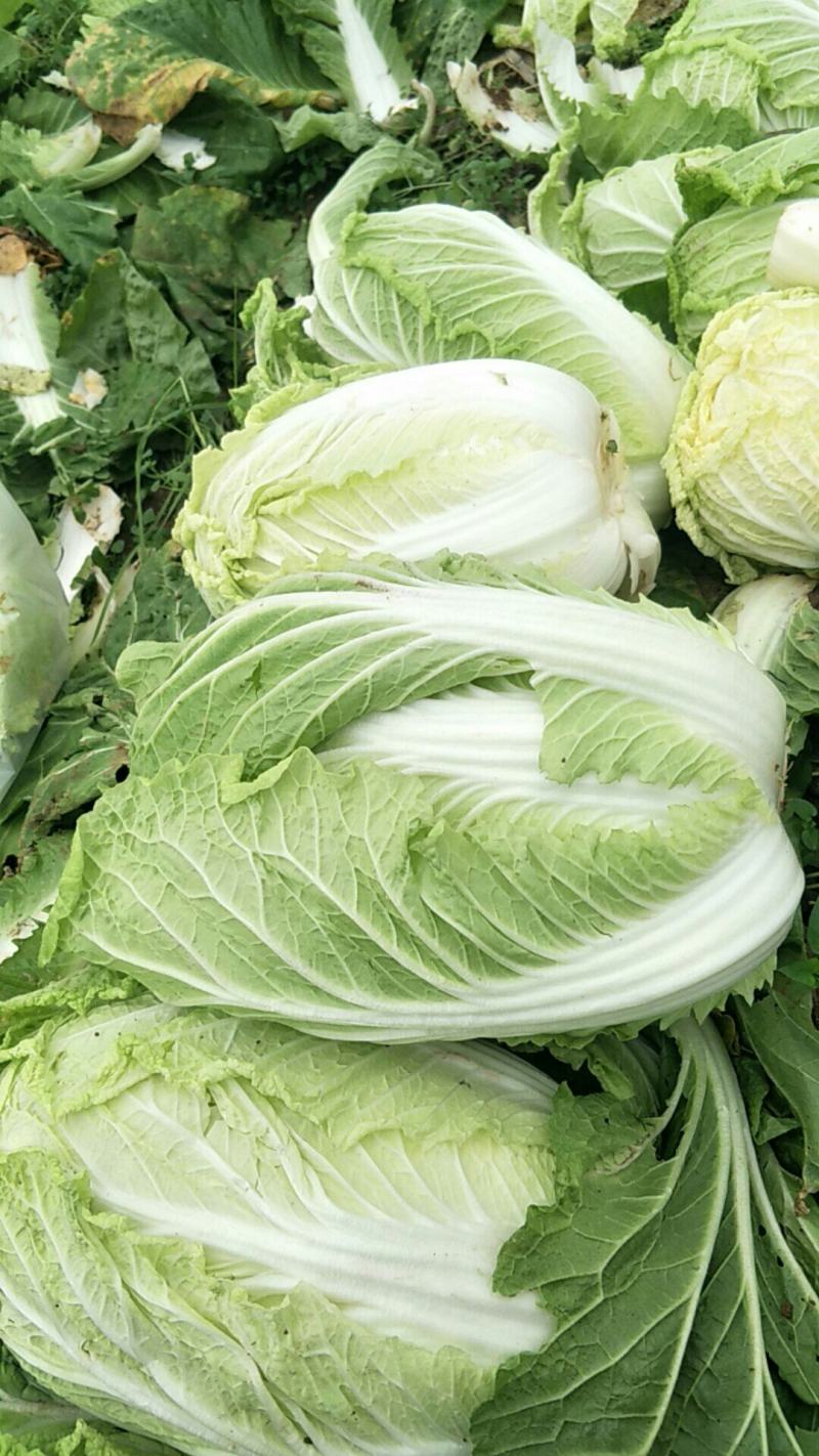 白菜