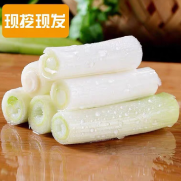 河南新鲜大葱，产地直发，现挖现发，保质保量