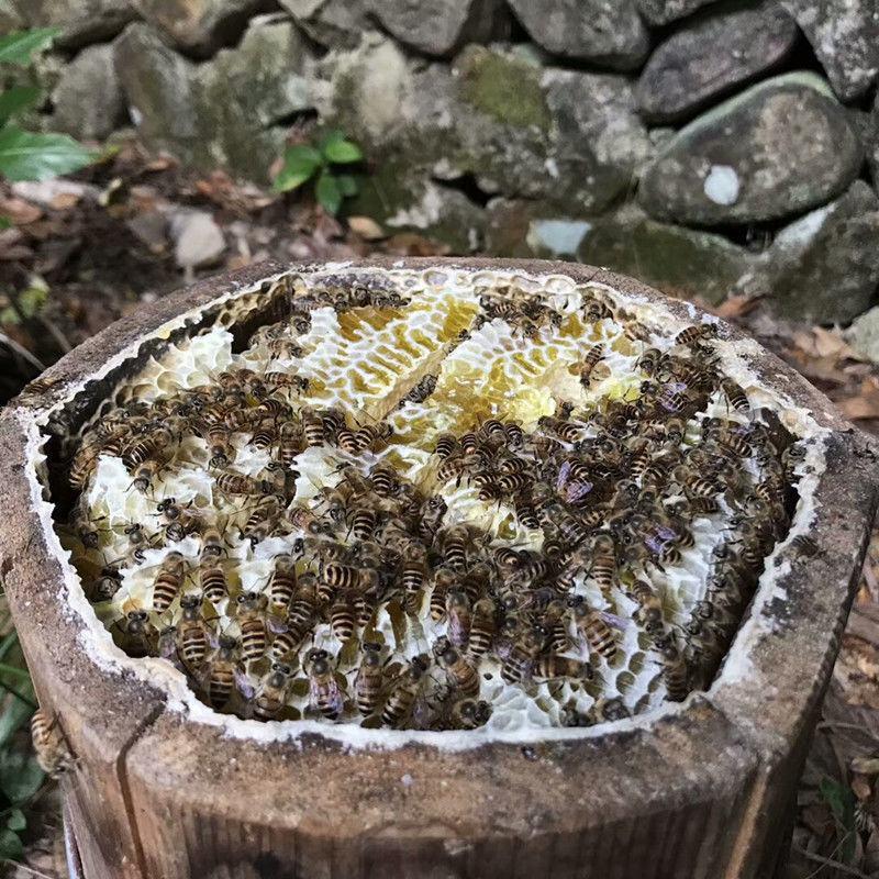 蜂蜜【产地】农家自产土蜂蜜深山土蜂蜜多规格包邮
