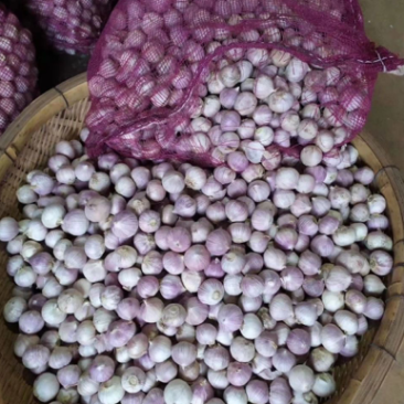 云南独蒜独头蒜产地直发级别不同价位量大价优