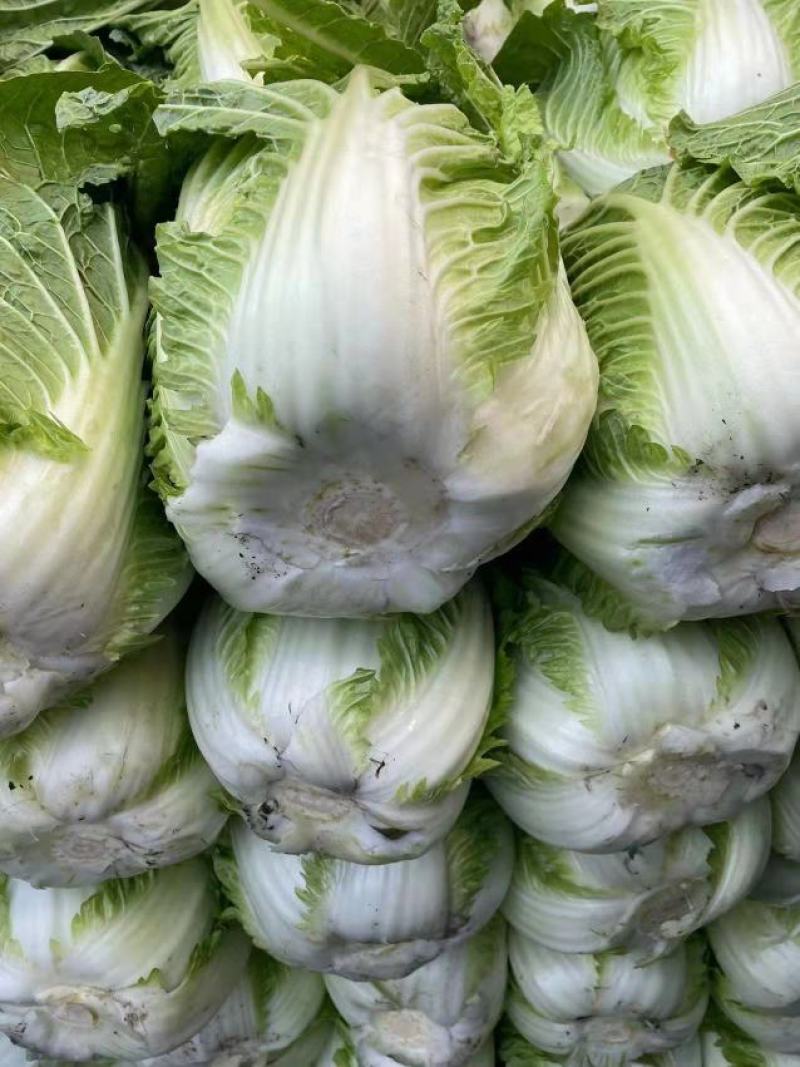 精品白菜，质量保证日供应三十吨欢迎全国客户联系