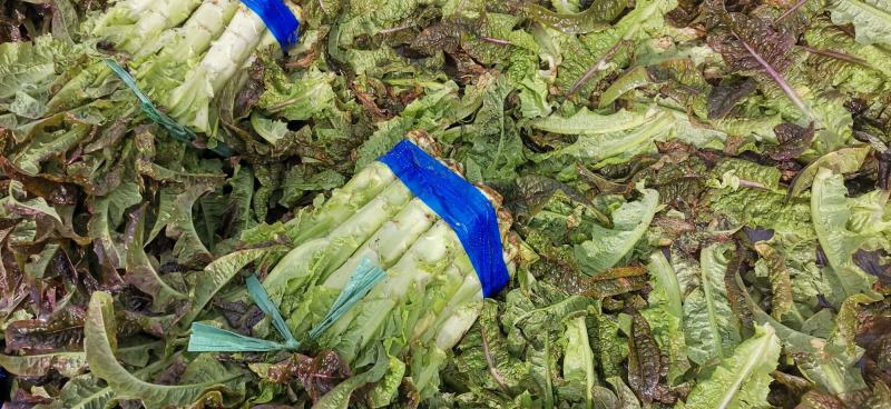 云南省大理白族自治州红叶莴笋大量上市有需要的客户联系我