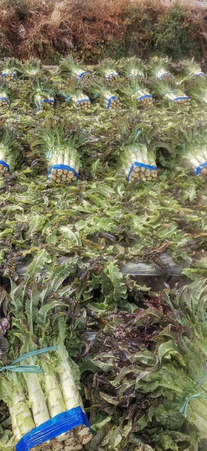 云南省大理白族自治州红叶莴笋大量上市有需要的客户联系我