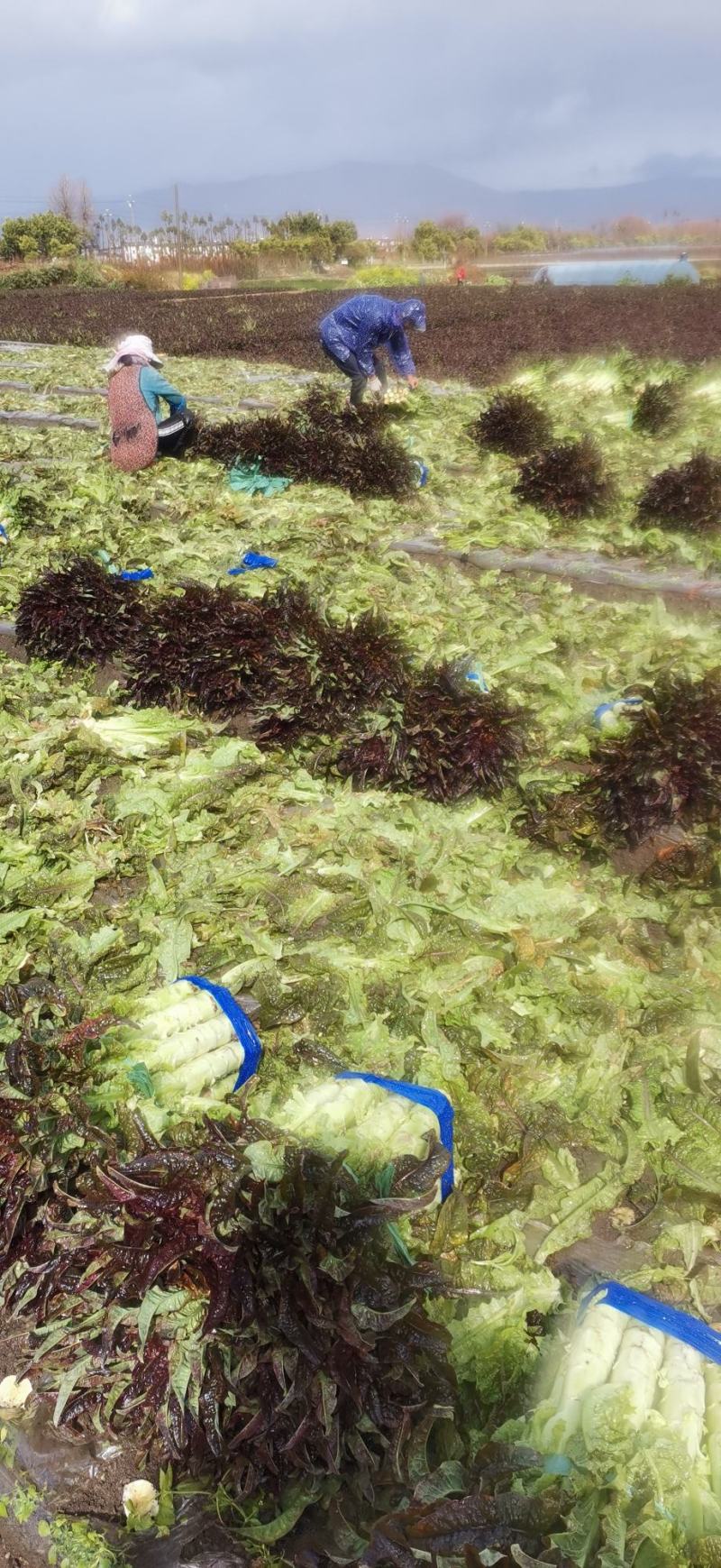 云南省大理白族自治州红叶莴笋大量上市有需要的客户联系我