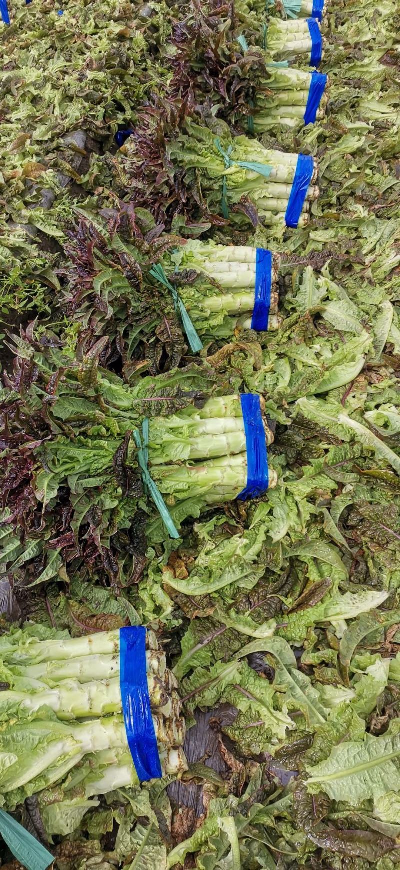 云南省大理白族自治州红叶莴笋大量上市有需要的客户联系我