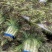 云南省大理白族自治州红叶莴笋大量上市有需要的客户联系我