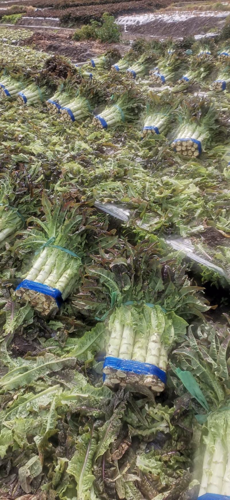 云南省大理白族自治州红叶莴笋大量上市有需要的客户联系我