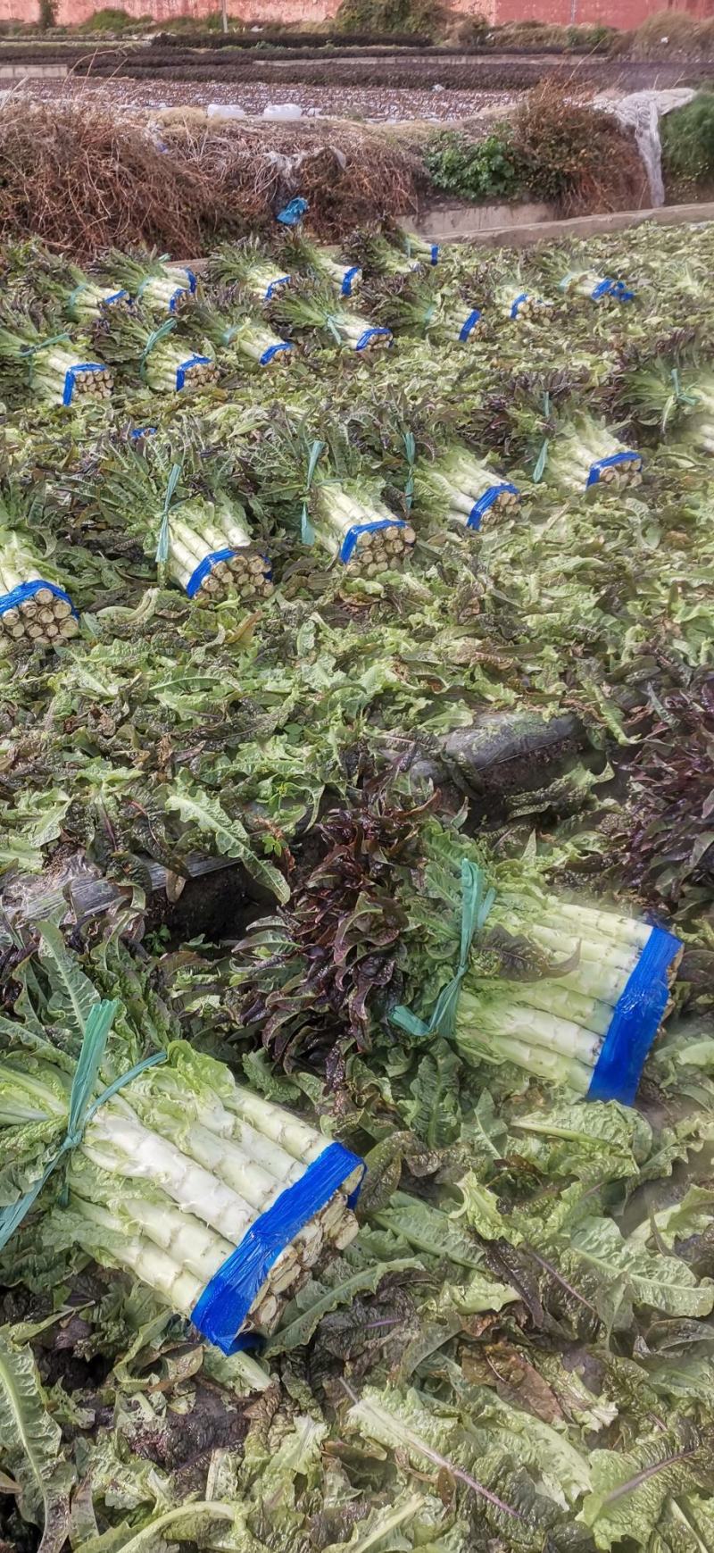 云南省大理白族自治州红叶莴笋大量上市有需要的客户联系我
