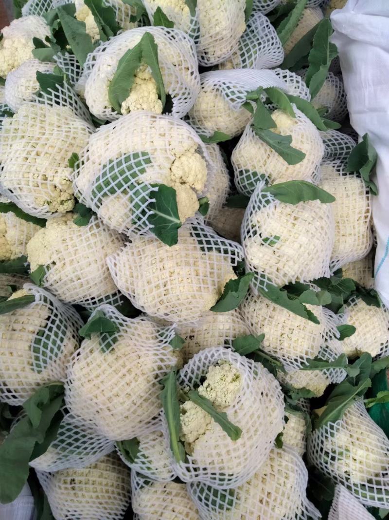 安徽宿州砀山有机花白面青梗散花菜花砀山有机花菜