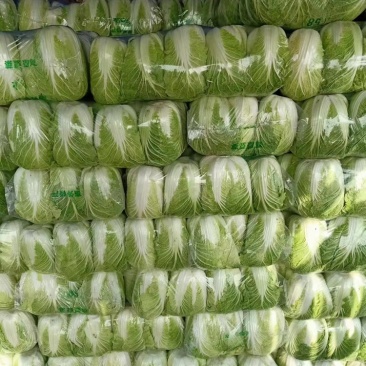 湖北精品大白菜青杂3号大量有货全国发货保证质量