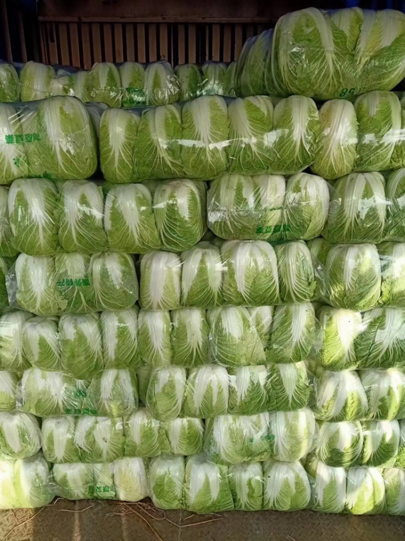 湖北精品大白菜青杂3号大量有货全国发货保证质量