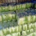 湖北精品大白菜青杂3号大量有货全国发货保证质量