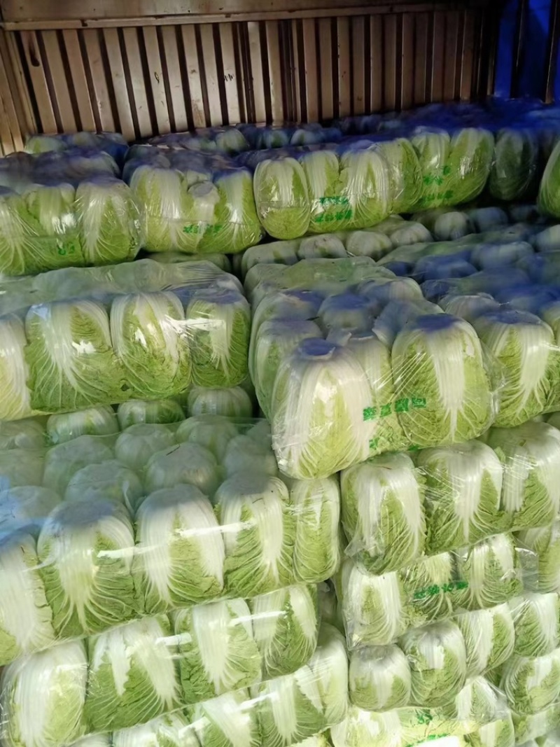 湖北精品大白菜青杂3号大量有货全国发货保证质量