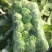 湖北精品大白菜青杂3号大量有货全国发货保证质量