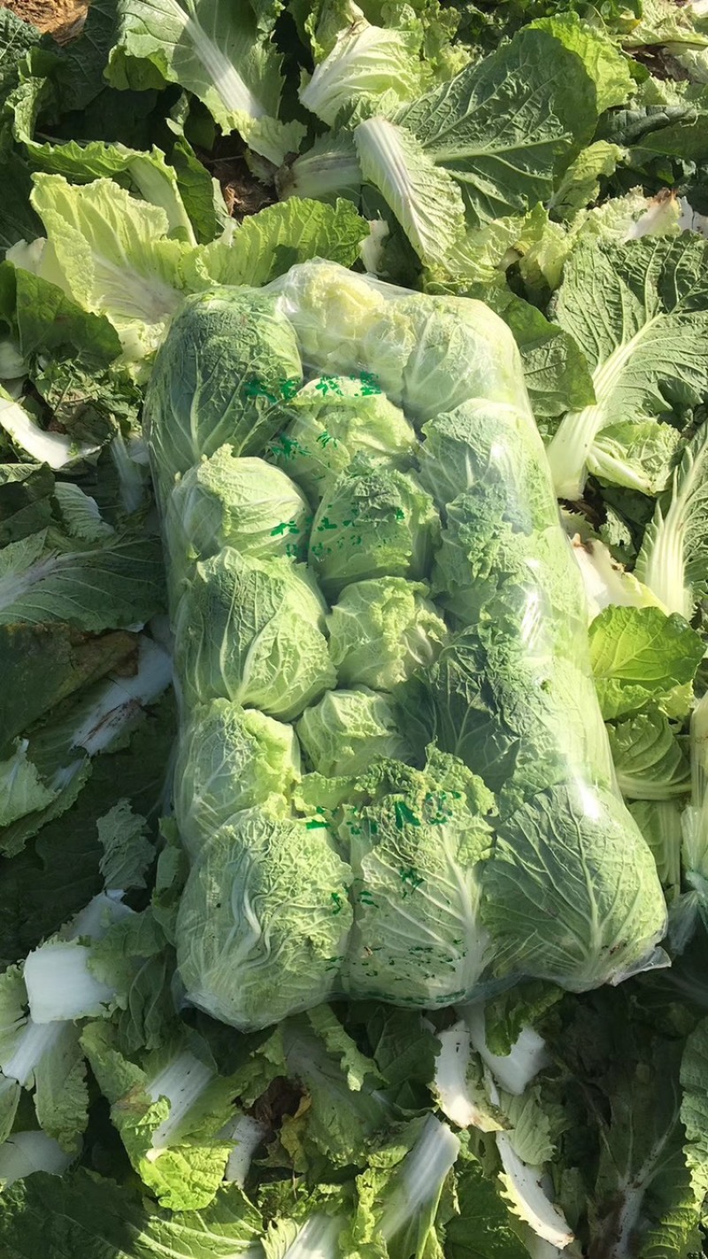 湖北精品大白菜青杂3号大量有货全国发货保证质量