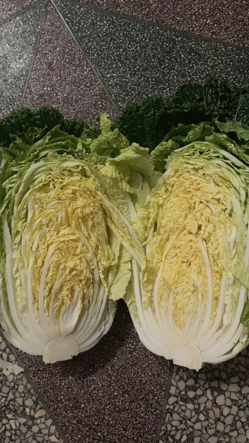湖北精品大白菜青杂3号大量有货全国发货保证质量